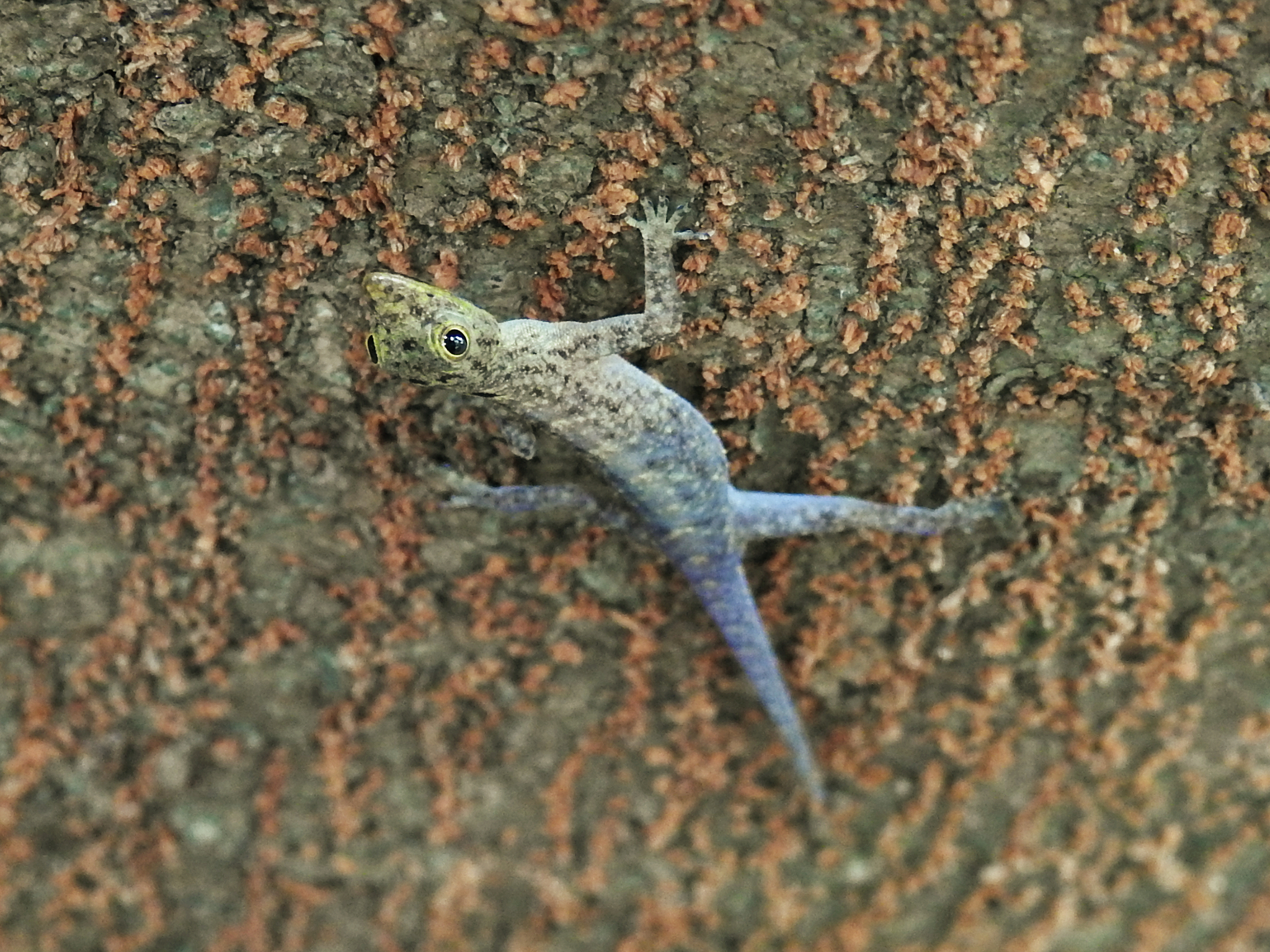 Coastal Day Gecko