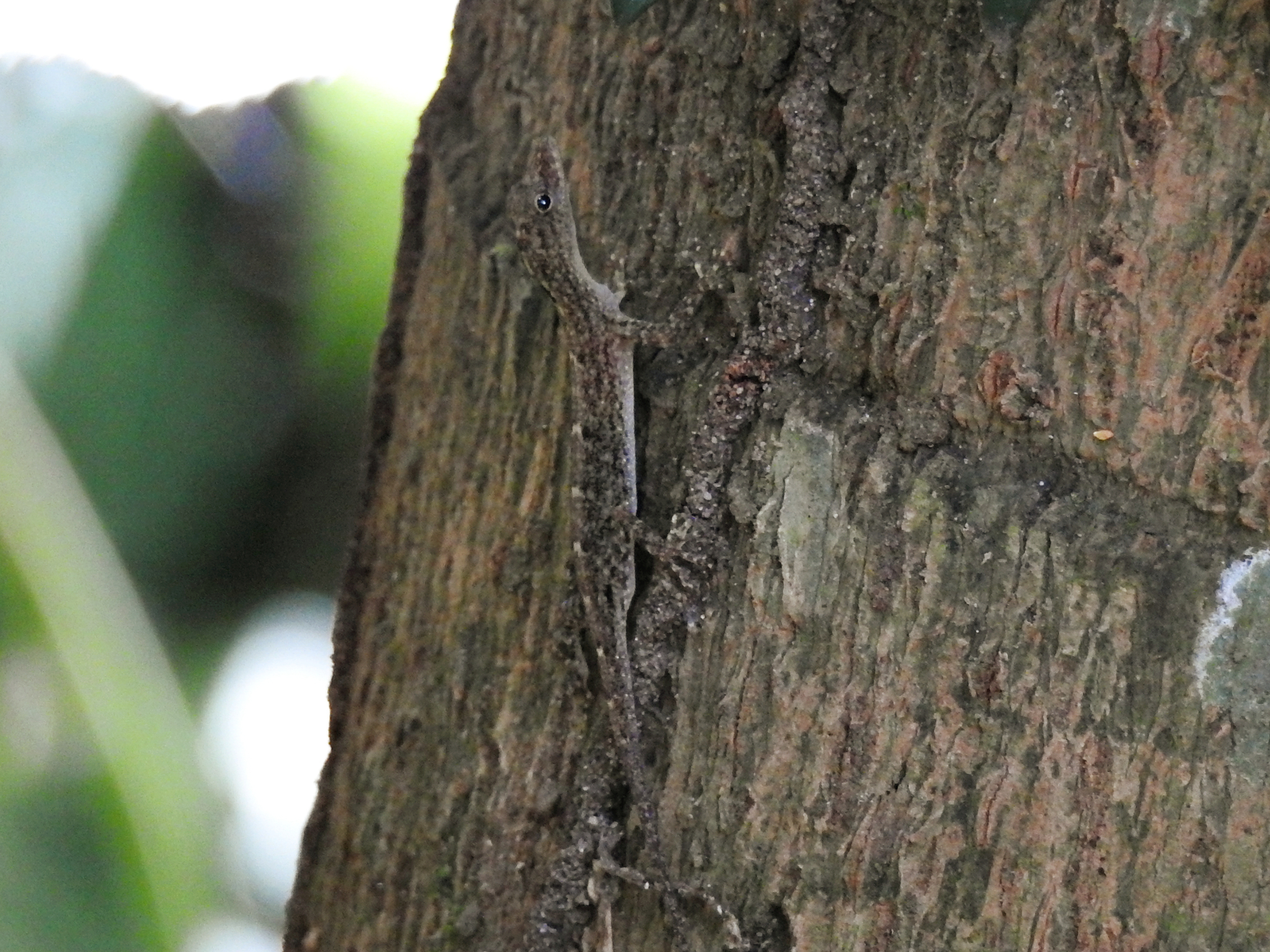 Coastal Day Gecko