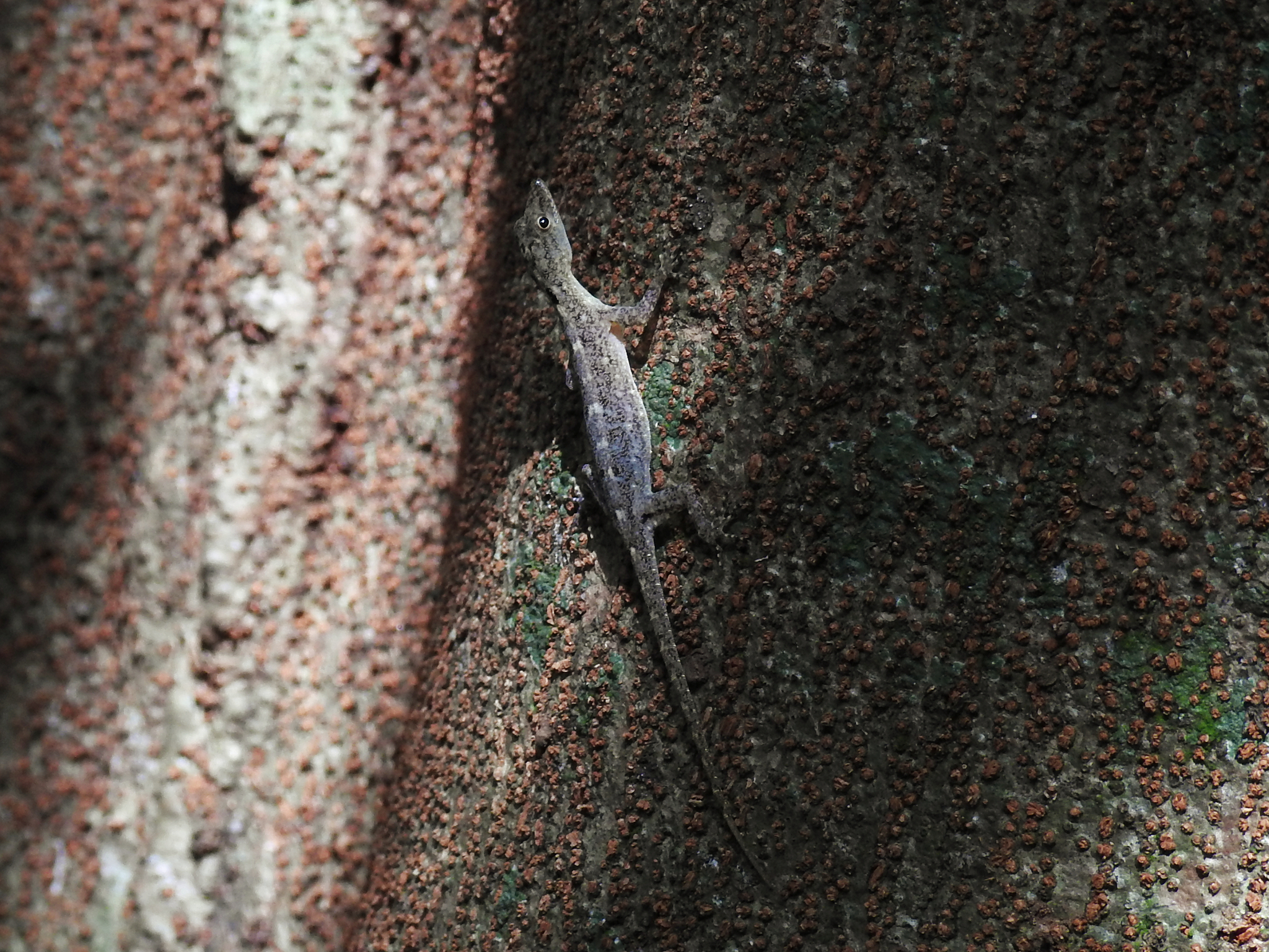 Coastal Day Gecko