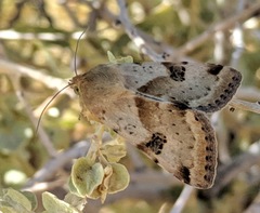 Heliothis phloxiphaga