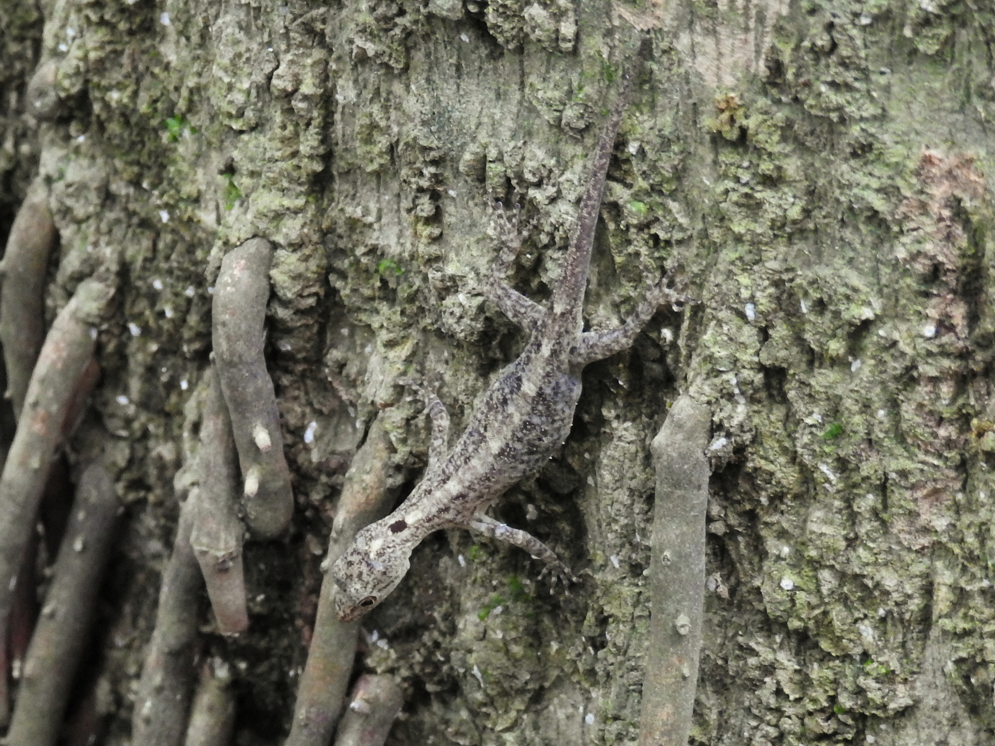 Coastal Day Gecko