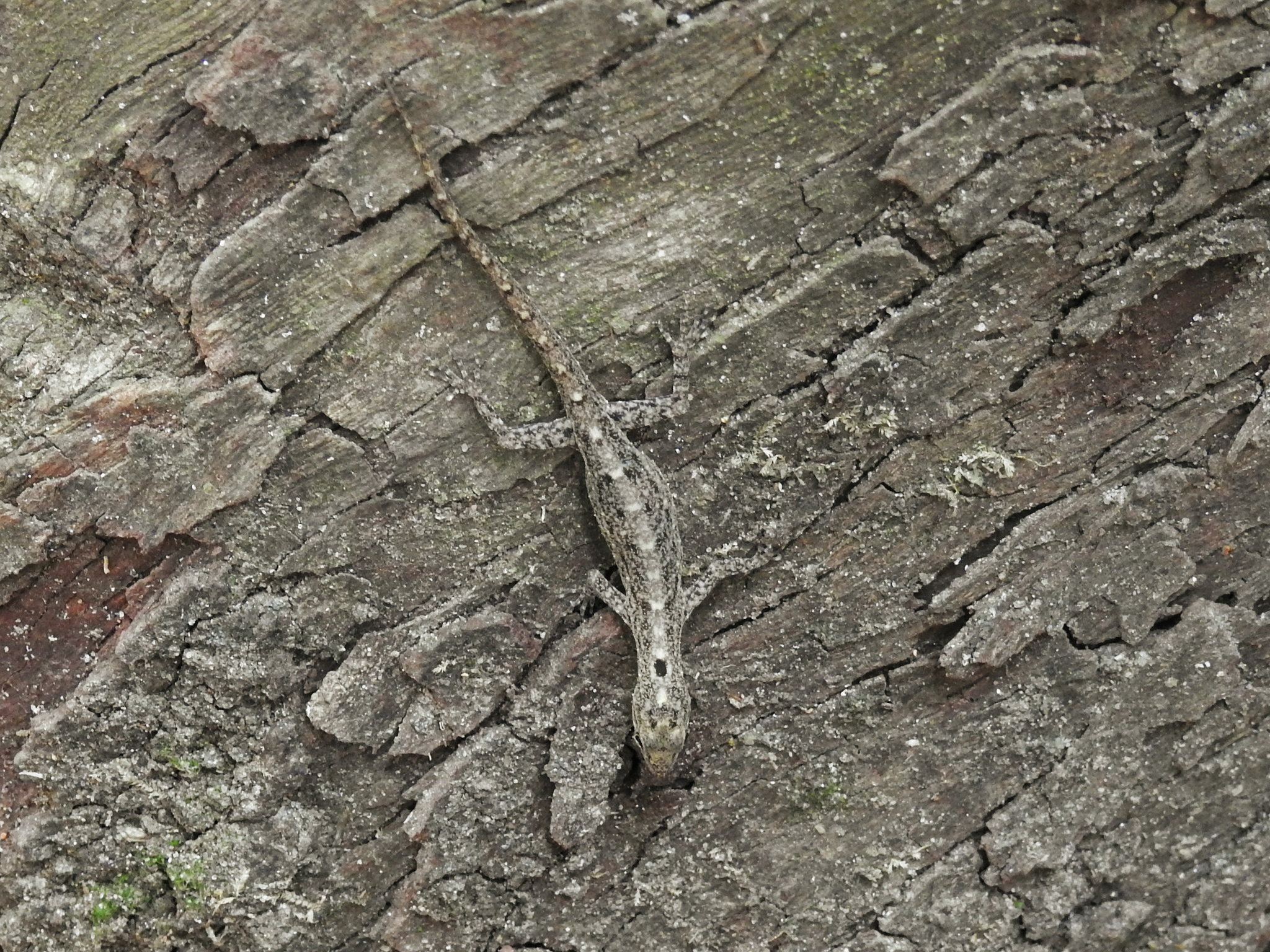 Coastal Day Gecko