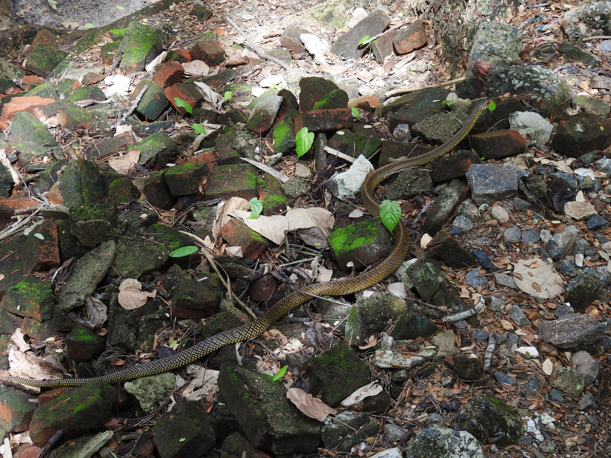Oriental Rat snake