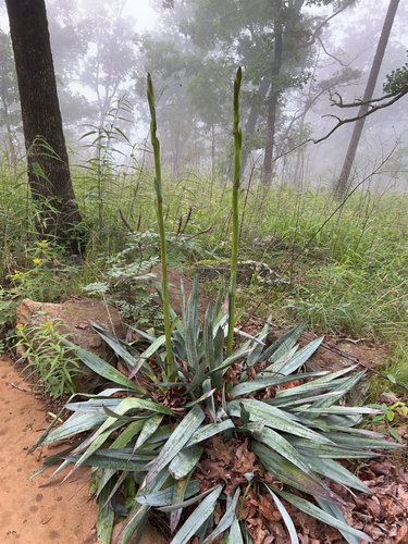 Eastern Continental Trail (Alabama roadwalk)