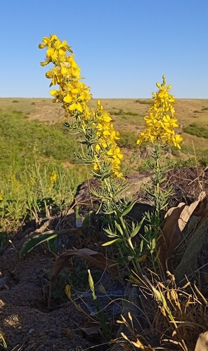Hypericum elongatum (Hypericum elongatum)