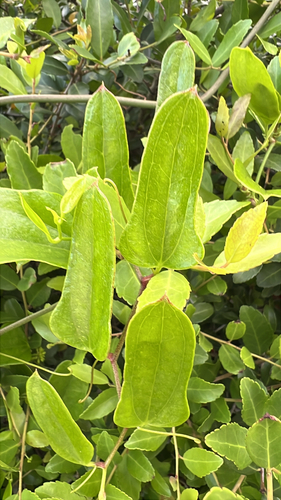 Earleaf greenbrier (Smilax auriculata)