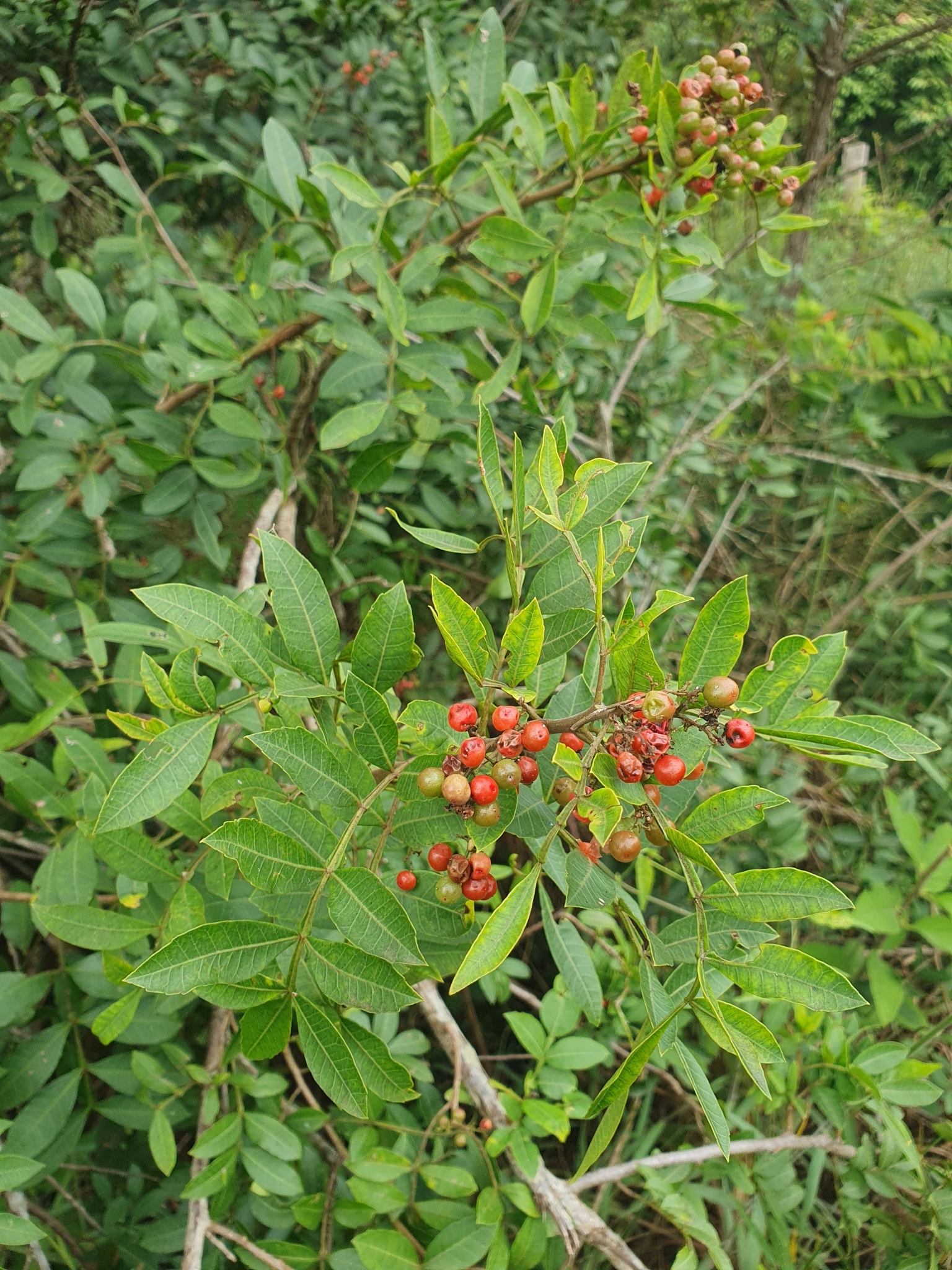 Schinus terebinthifolia
