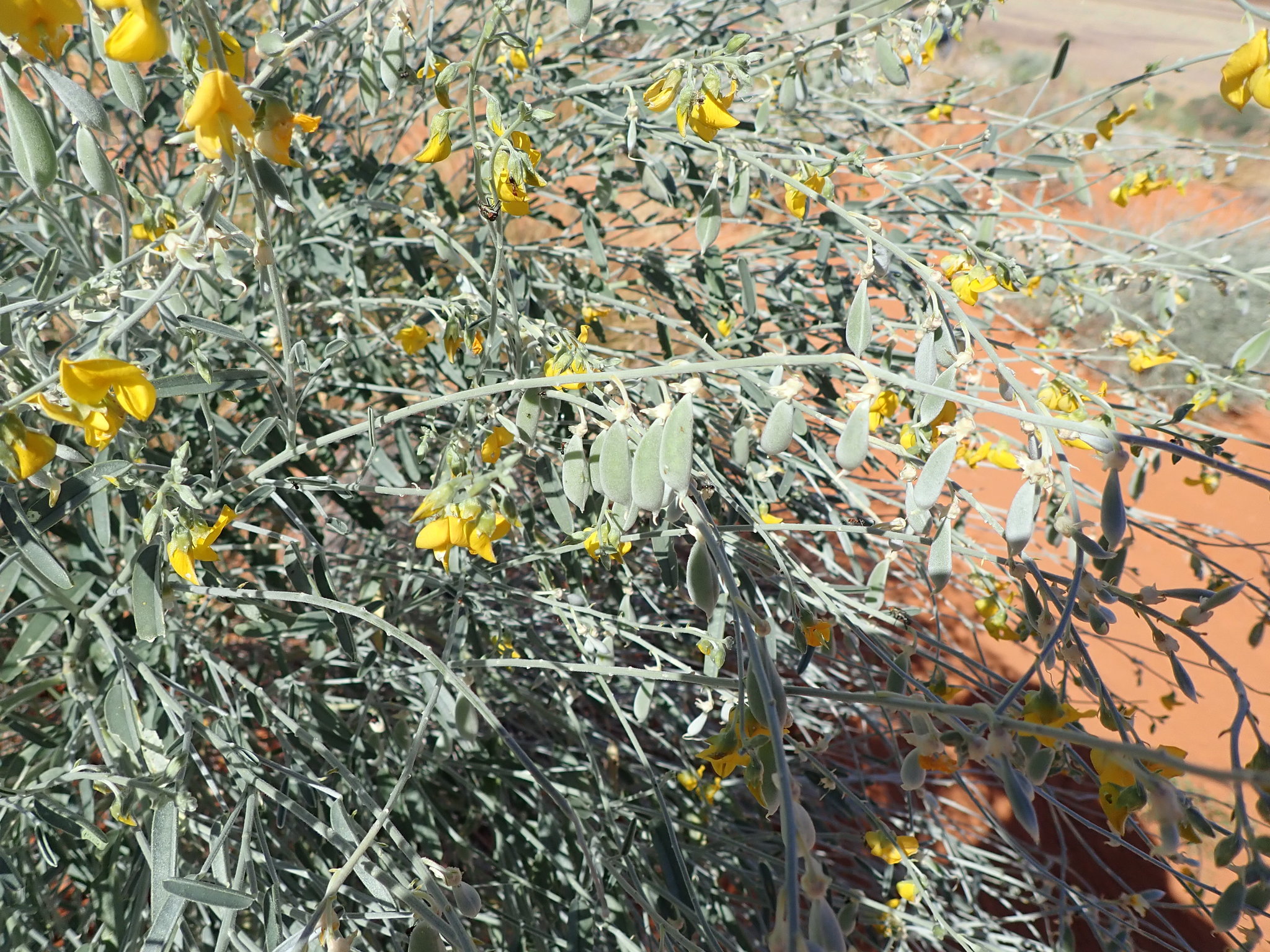 Crotalaria eremaea