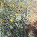 Crotalaria eremaea - Photo (c) miranda2372,  זכויות יוצרים חלקיות (CC BY-NC)
