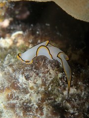 Chelidonura pallida
