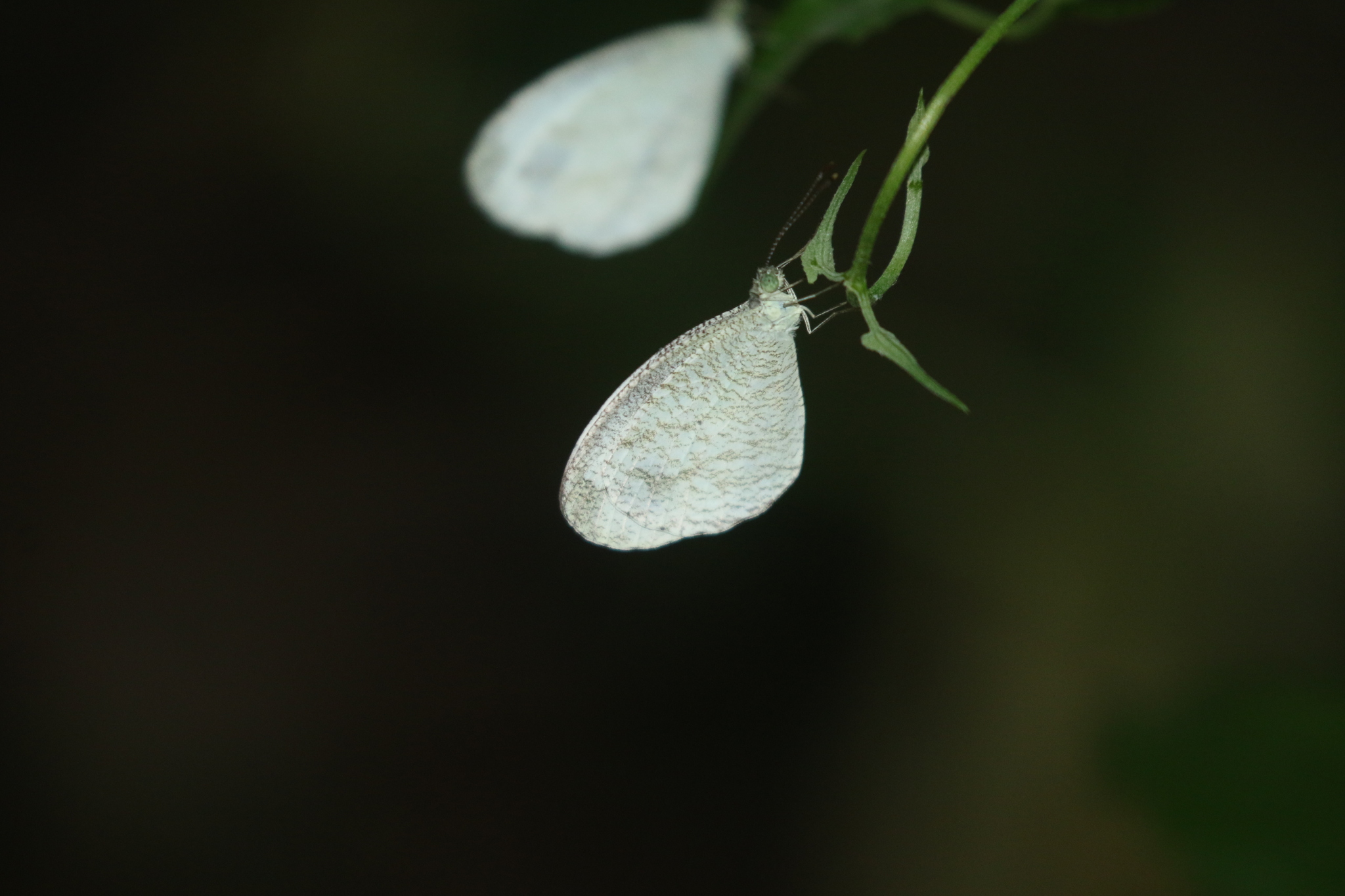 Psyche