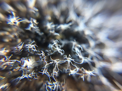 Syntrichia caninervis