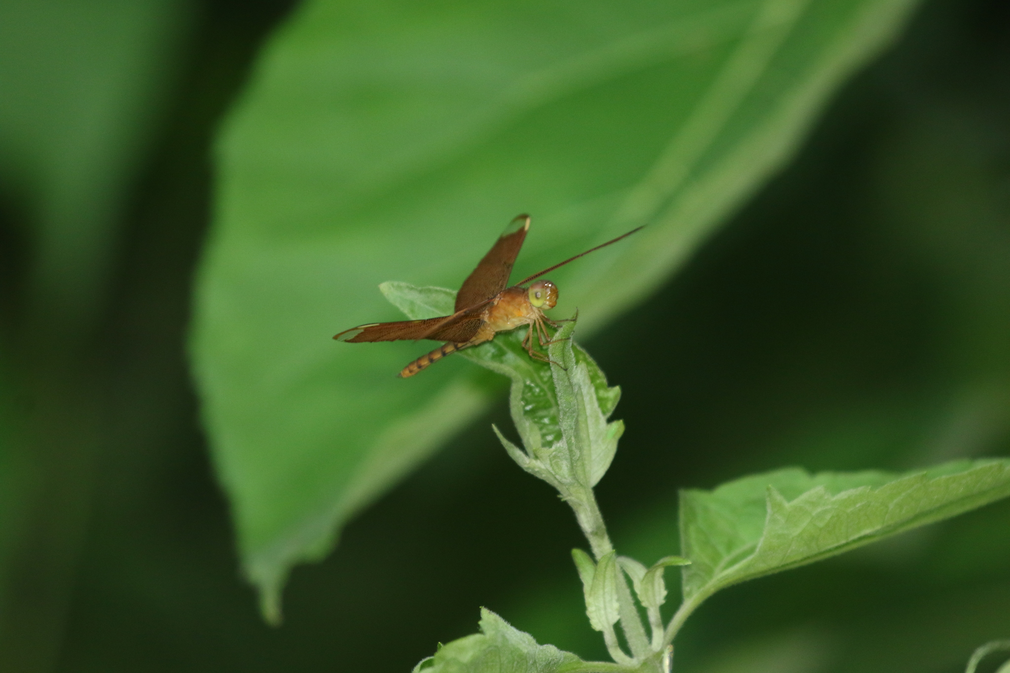 Fulvous Forest Skimmer