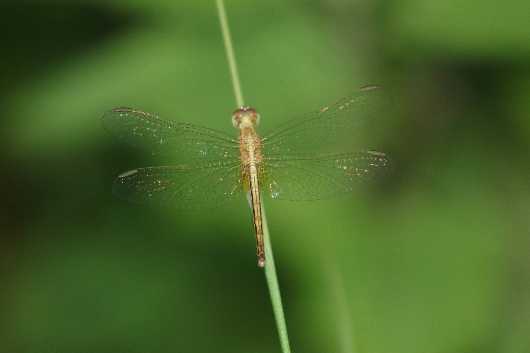 Ruddy Meadow Skimmer