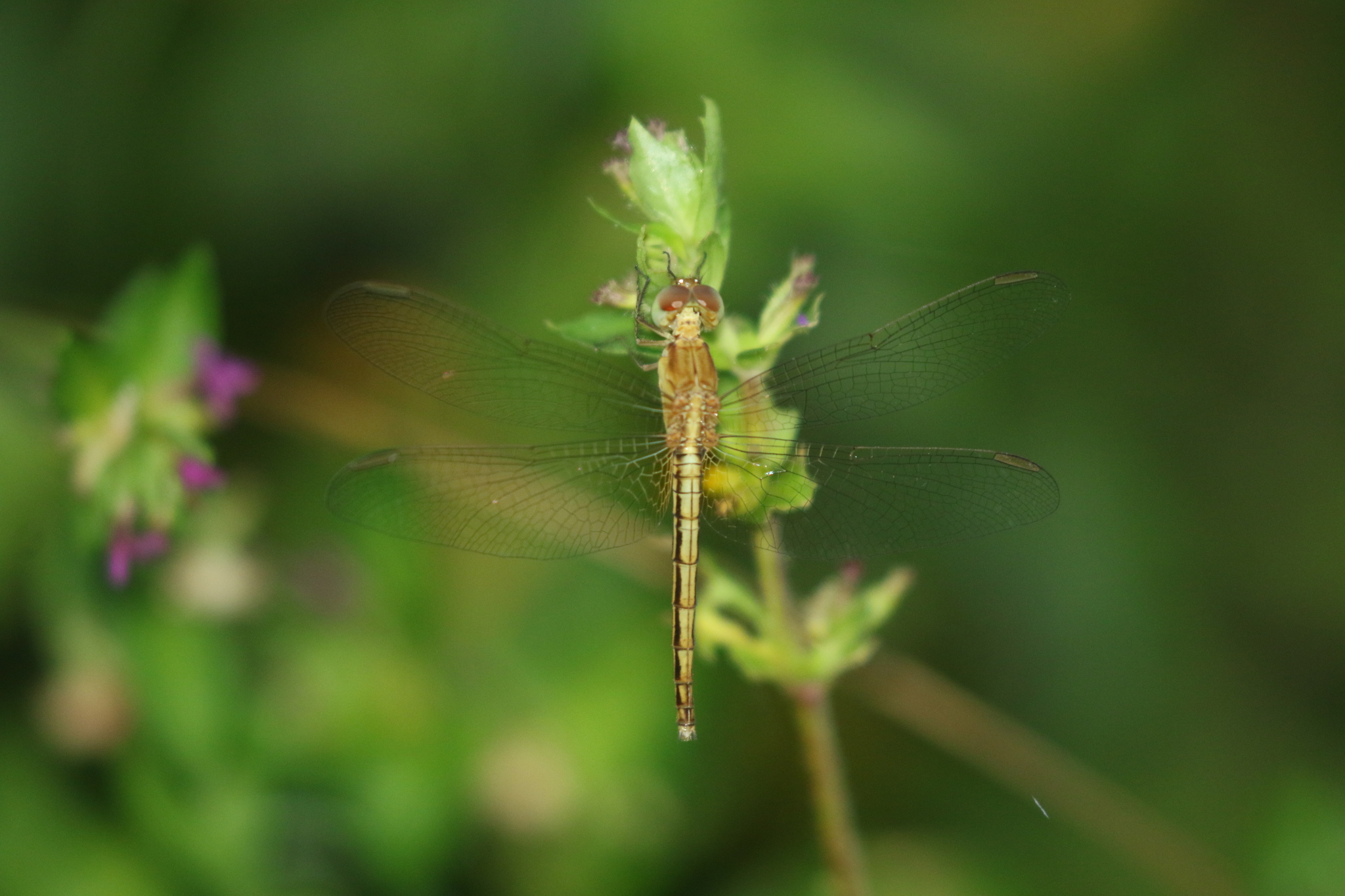 Ruddy Meadow Skimmer