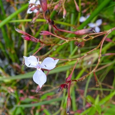 Murdannia clarkeana