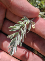 Potentilla breweri