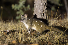 Western Quoll photo 5