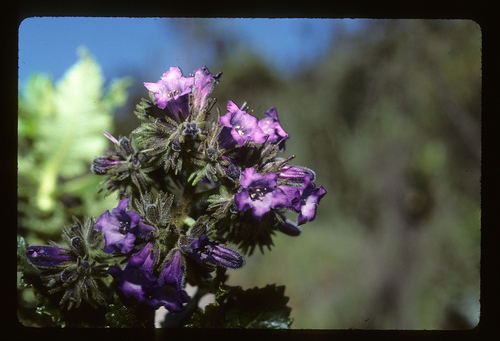 Eriodictyon sessilifolium (Eriodictyon sessilifolium)