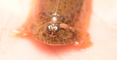 Triops longicaudatus