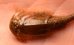 Triops longicaudatus