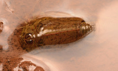 Triops longicaudatus