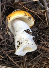Russula lutea