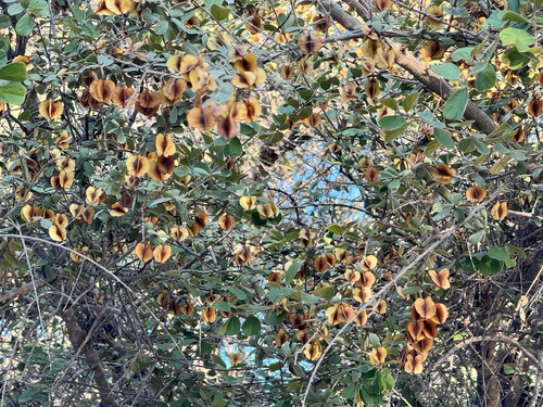 russet bushwillow