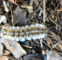 Lophocampa roseata