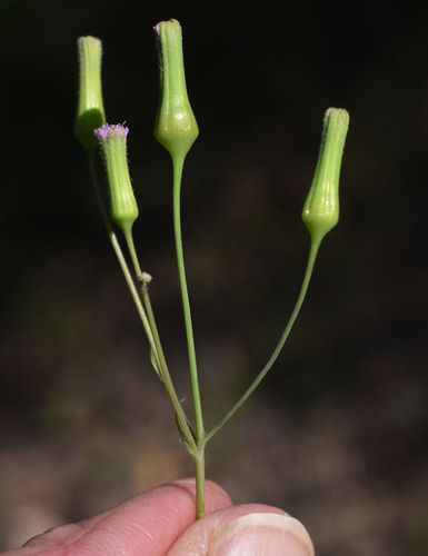 Emilia sonchifolia