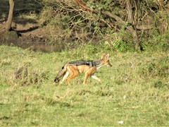 Lupulella mesomelas schmidti