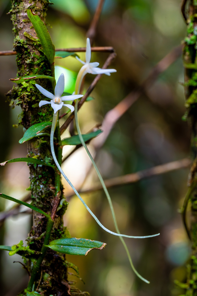 Angraecum mauritianum (Poir.) Frapp.