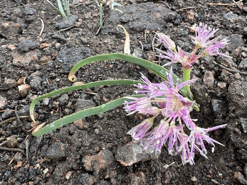 Twinleaf onion (Allium anceps)