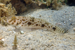 Yongeichthys nebulosus
