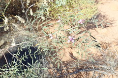 Indigofera psammophila