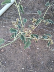 Acleisanthes