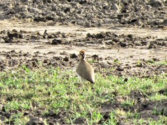 Cursorius temminckii