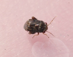 Coridromius chenopoderis