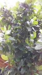 Dillenia philippinensis