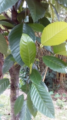 Dillenia philippinensis