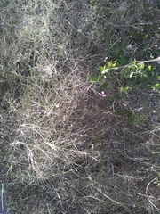 Muhlenbergia porteri