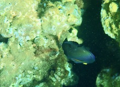 Ctenochaetus strigosus