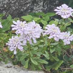 Iberis gibraltarica, photograph (c) froggymum, some rights reserved (CC BY)