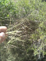 Muhlenbergia porteri