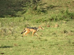 Lupulella mesomelas schmidti