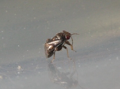 Coridromius chenopoderis