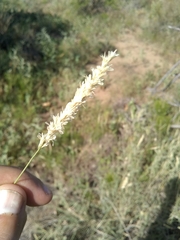 Hilaria