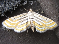 Parapoynx vittalis