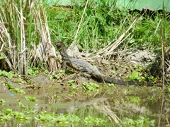 Varanus salvator bivittatus
