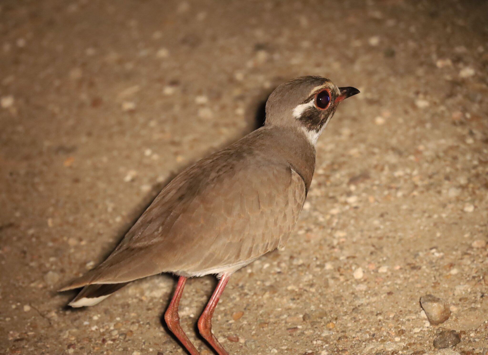 Bronze-winged Courser (Rhinoptilus chalcopterus), photo 3